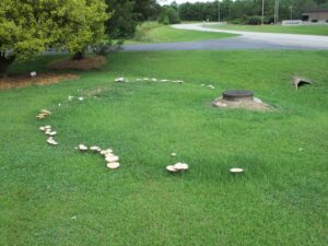 Cover photo for Fairy Rings in Turf