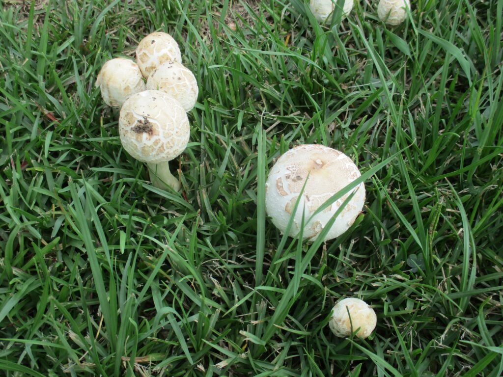 Small rounded white mushrooms emerging from a lawn.