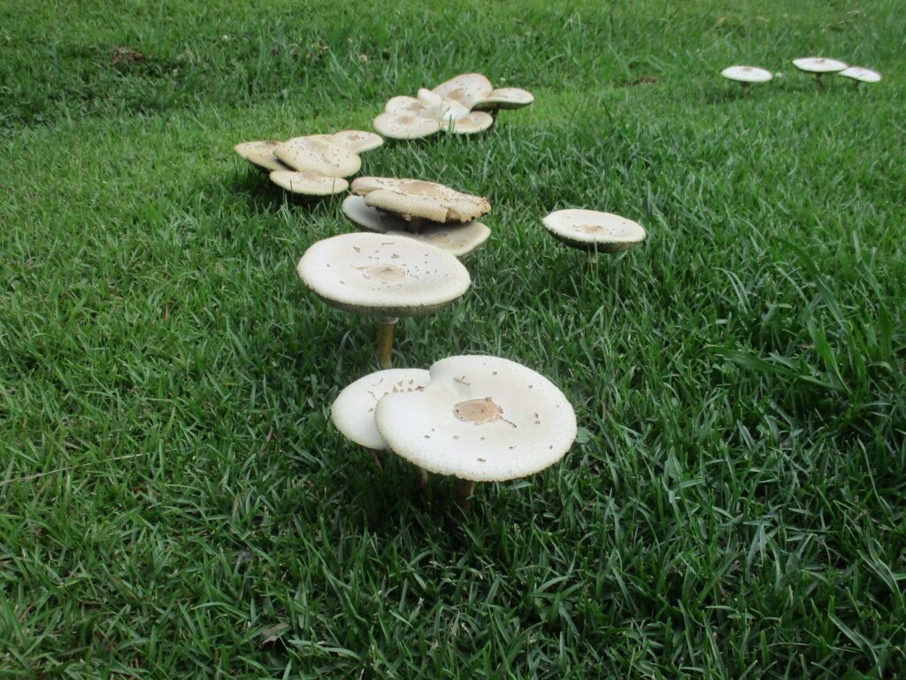 Larger flat white mushrooms in a patch of deep green grass.