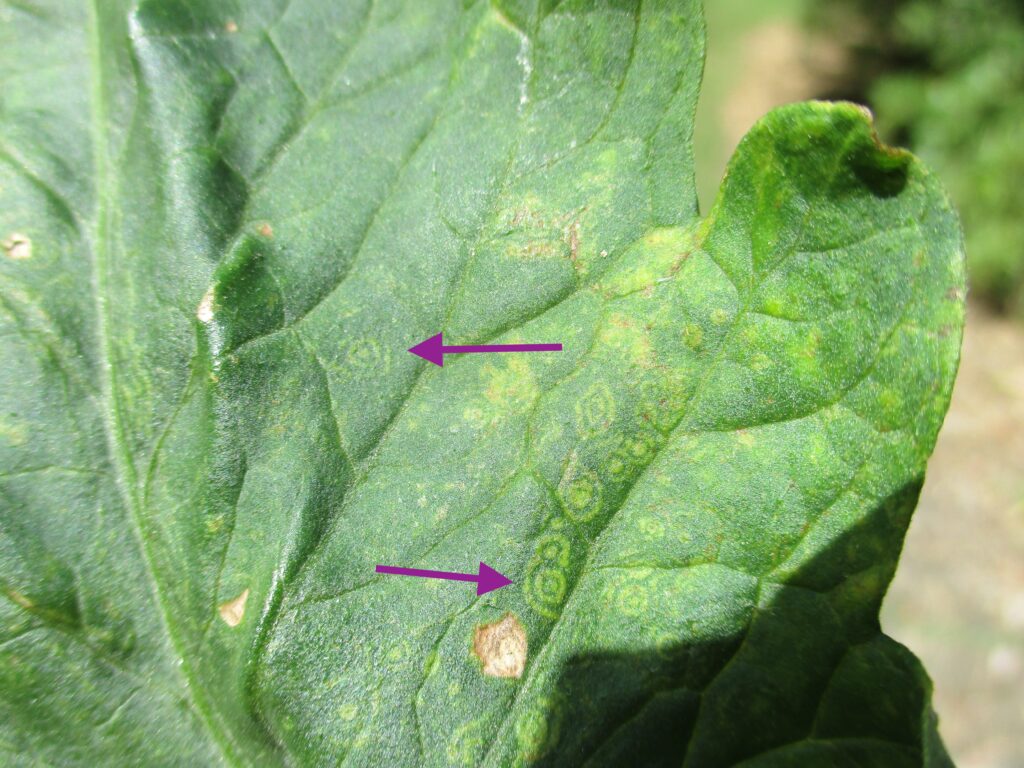 Image of Trimmer Tomato with Wilt