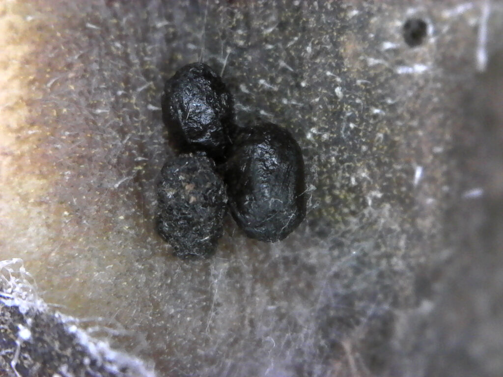 Three small black round bodies on a sunflower. 