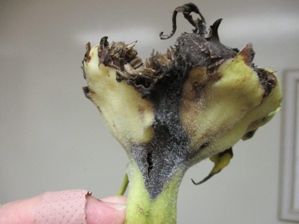 A sunflower head rotting. It has splotches of black and is drying. 