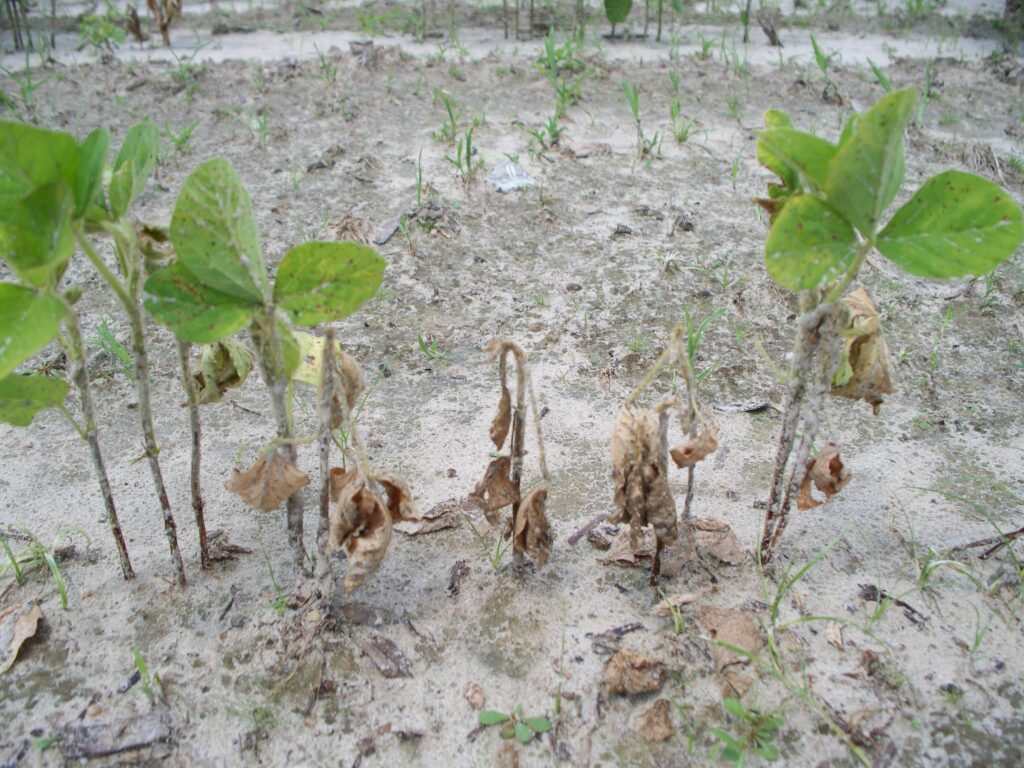 Soybean plants with Pythium Damping-off