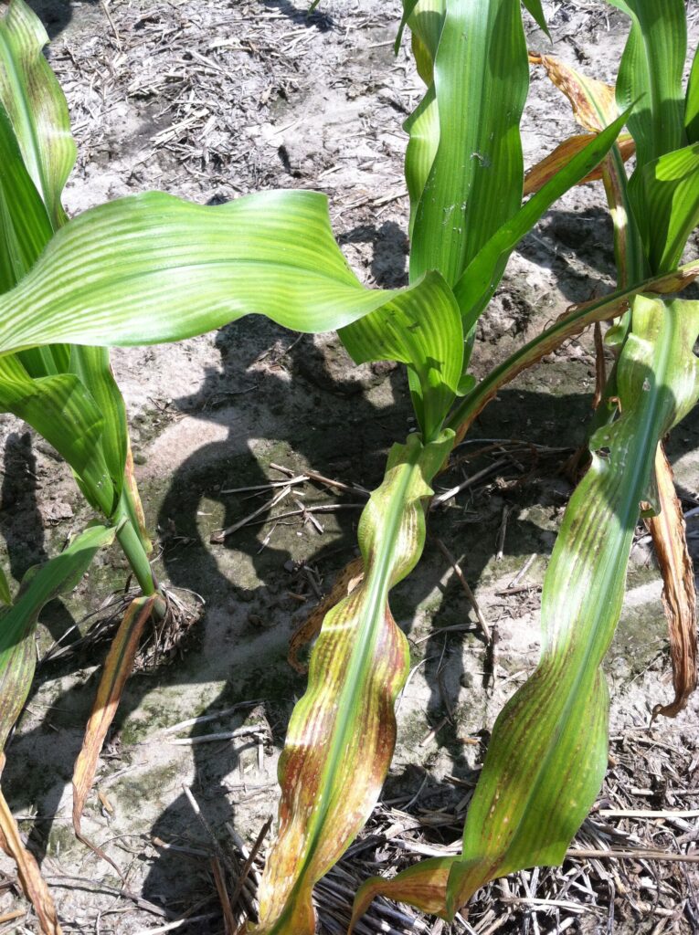 Image of corn plant grown in soil with a low soil pH can cause poor root growth and magnesium deficiency. Leaves are showing interveinal discoloration