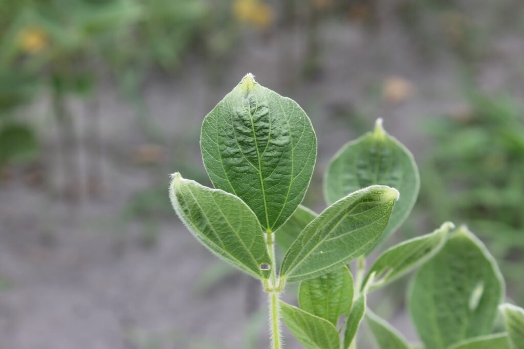 Soybean with auxin drift injury. 