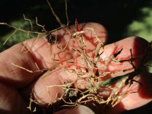 Cover photo for Root-Knot Nematodes:  Trouble Underground