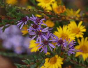 Eastern silvery aster with Maryland golden aster.