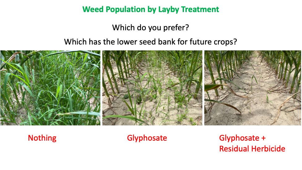 Three images of corn showing greater weed population with no herbicides compared to use of proper herbicide use