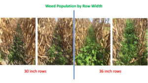 Three images showing progressively more weeds as row width increases