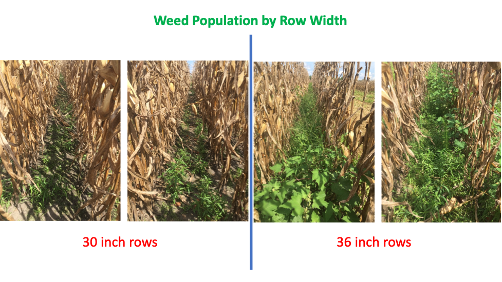 Three images showing progressively more weeds as row width increases