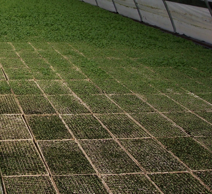 Image of uneven, poor tobacco seedling growth due to poor water quality