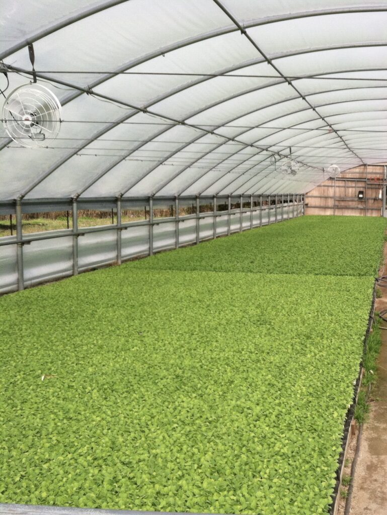 Image of two beds of tobacco seedling production on a floatbed system. One has good growth and the other has poor growth due to excessive fertilization