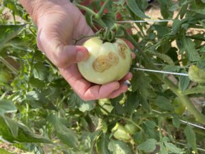 Tomato spotted wilt virus on fruit