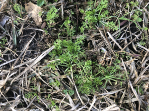 Cover photo for Lawn Burweed in January