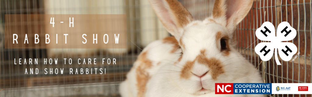 Image of a rabbit in a cage and the text "4-H Rabbit Show Learn how to care for and show rabbits!"