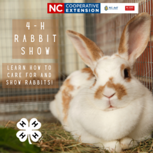 Image of a rabbit in a cage and the text "4-H Rabbit Show Learn how to care for and show rabbits!"