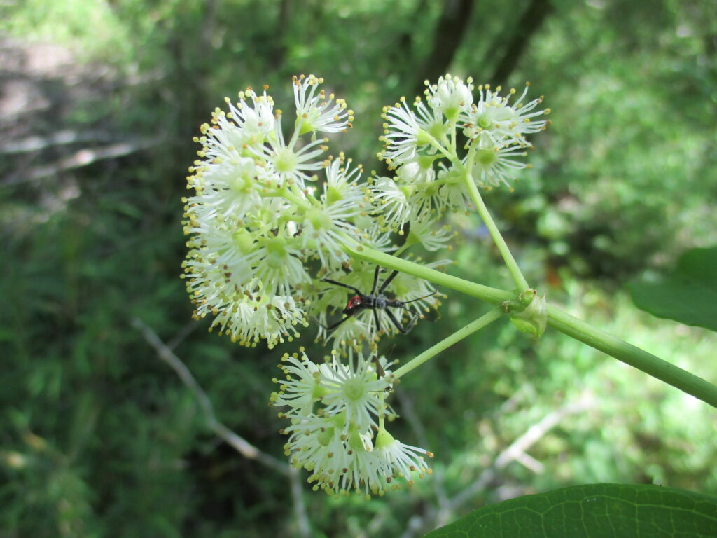 Flowers on the end of a green stem.