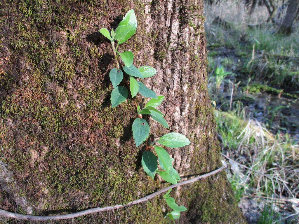 A vine climbing the side of a tree.