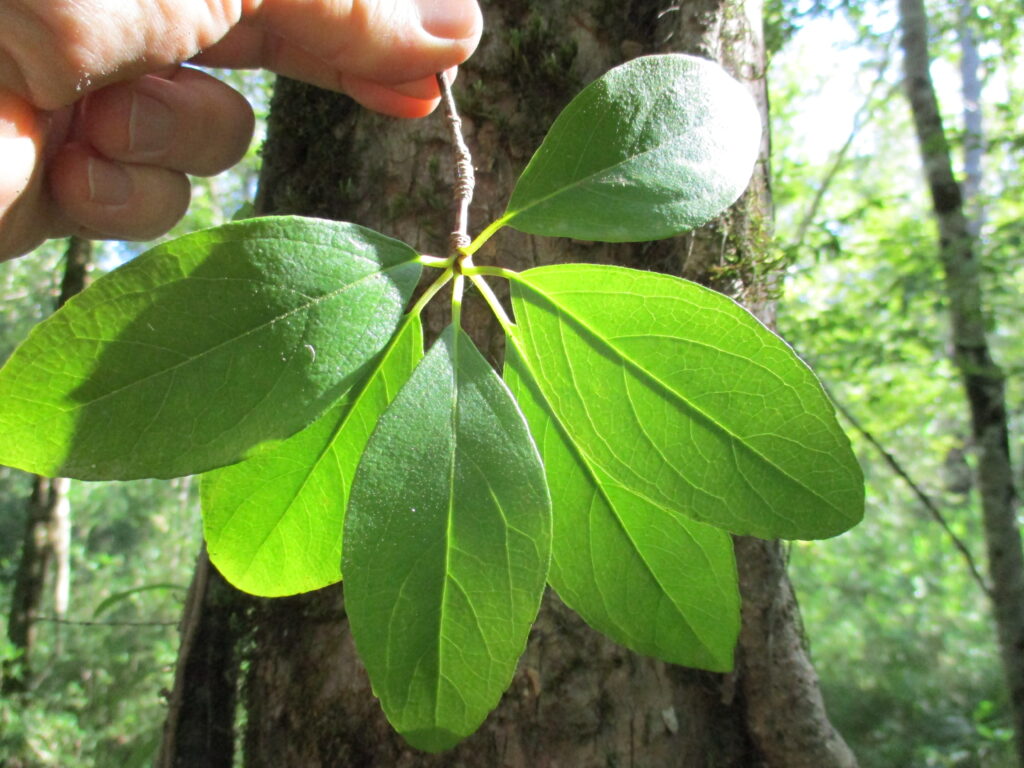 A group of wide leaves on the end of a stick.