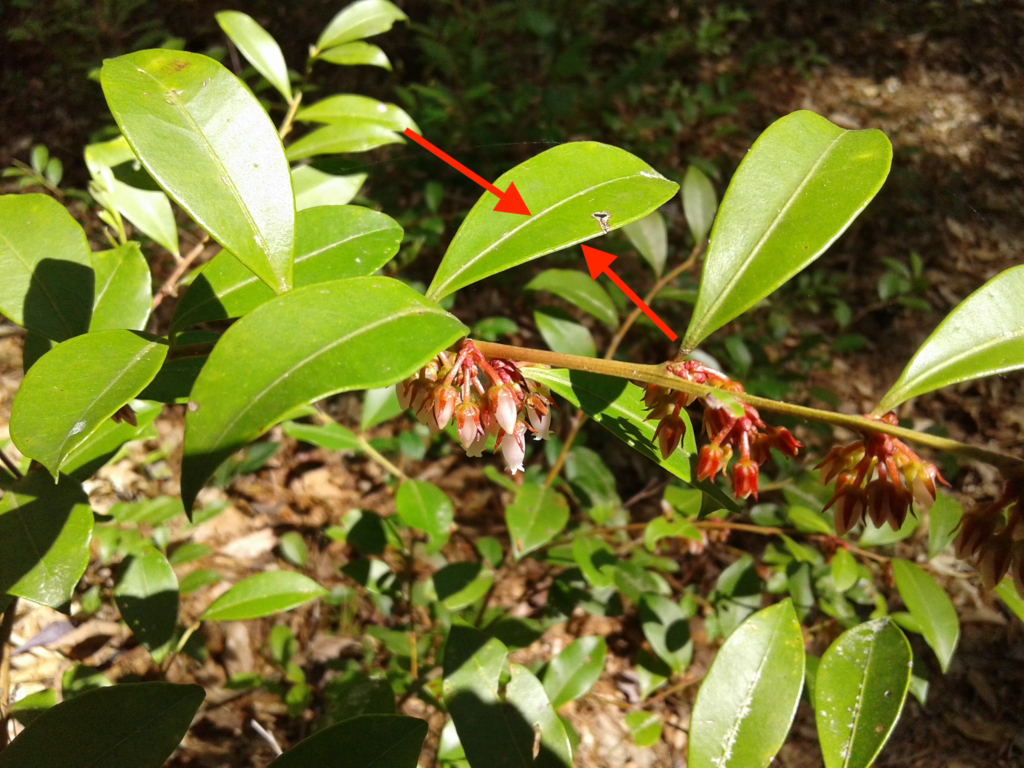 Arrows pointing at a leaf.