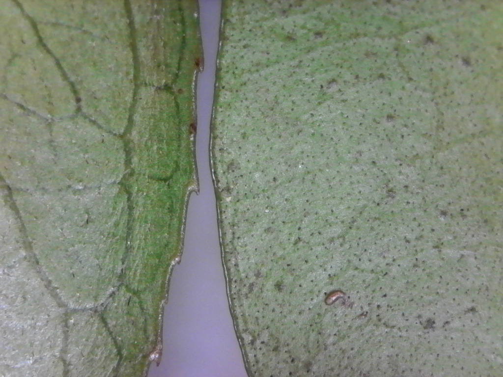 Comparison of two leaf edges.