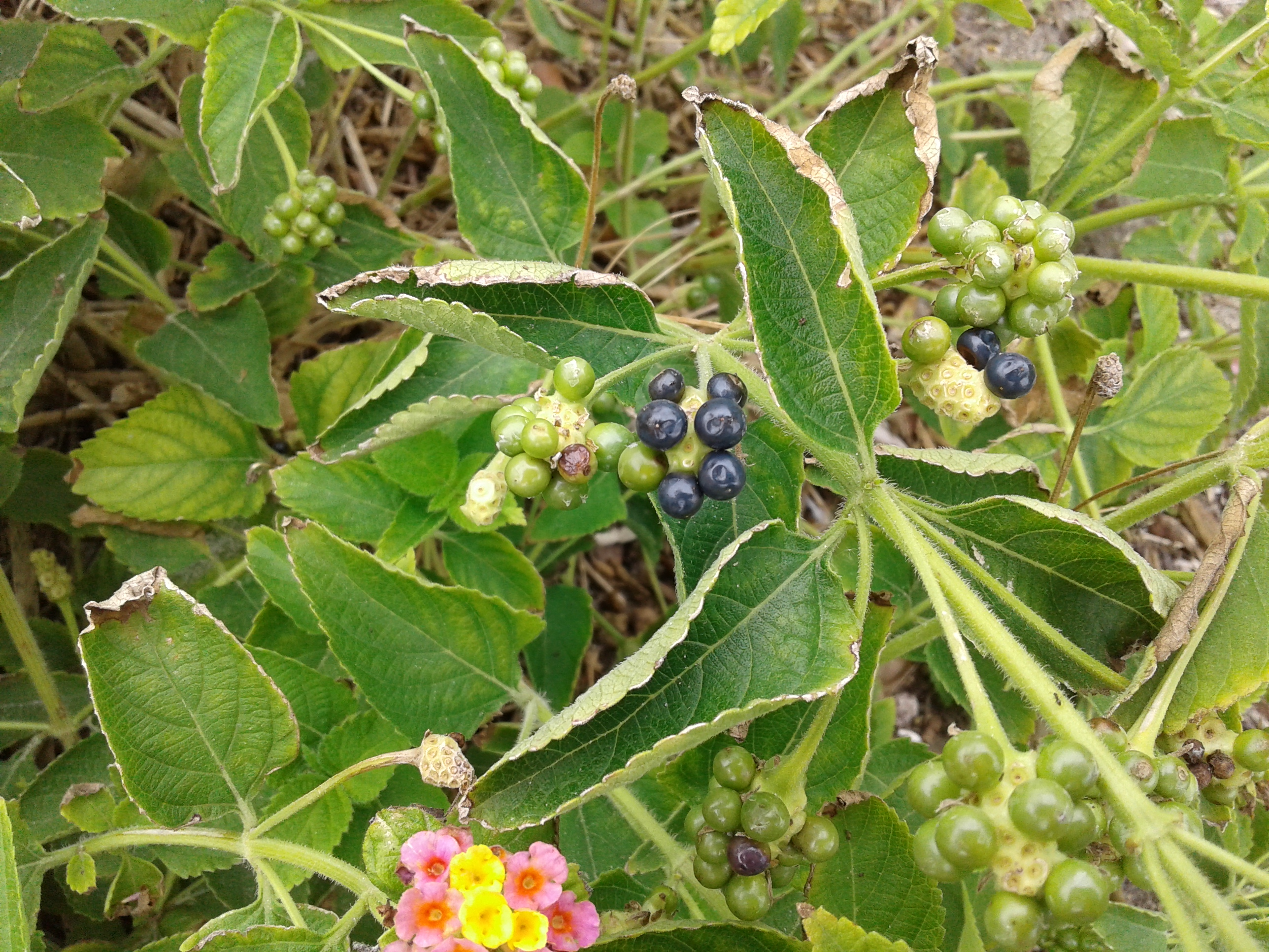 Berries growing on a green plant.