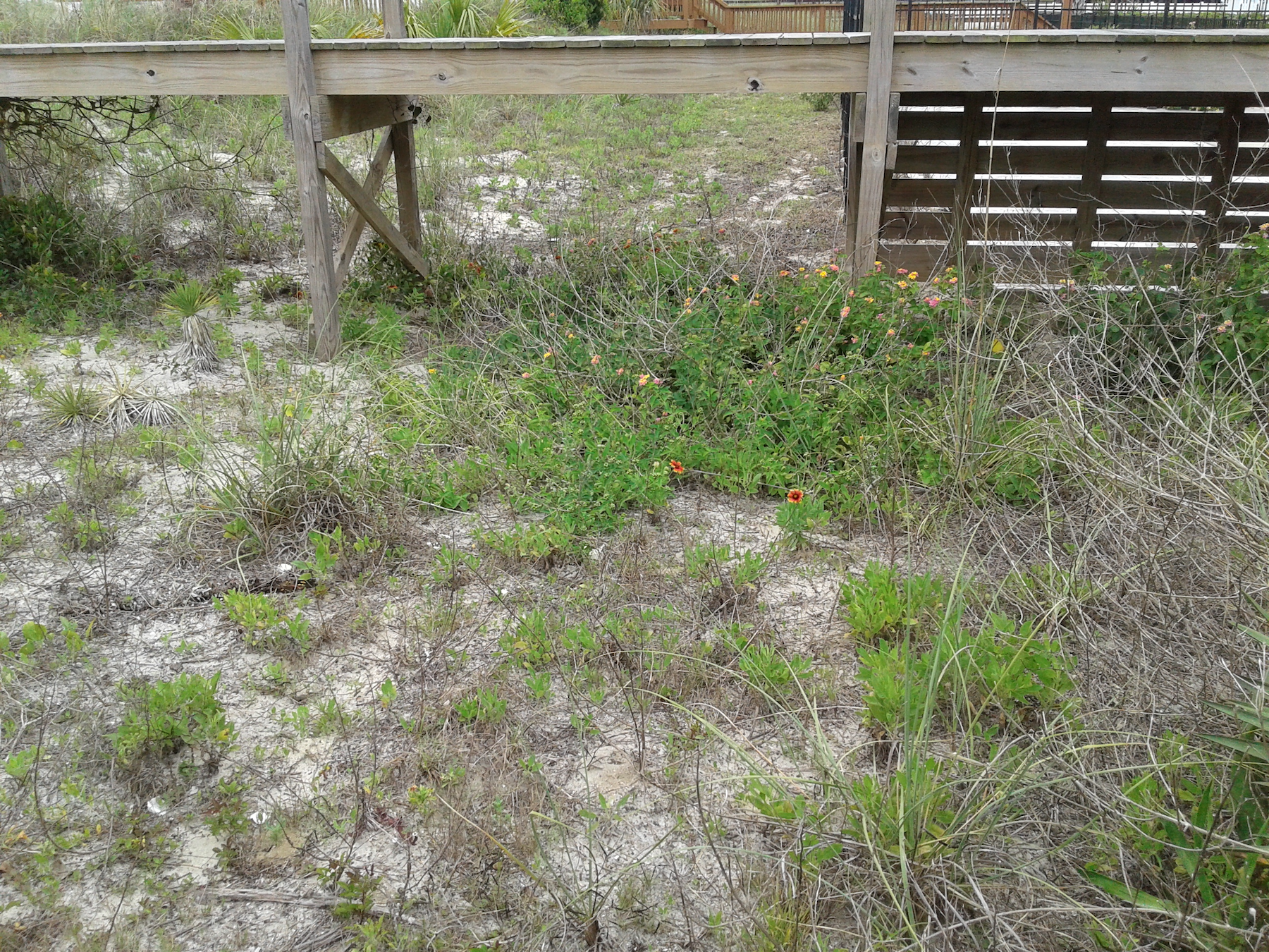 Low growing plants in sandy soil with yellow and orange blooms.