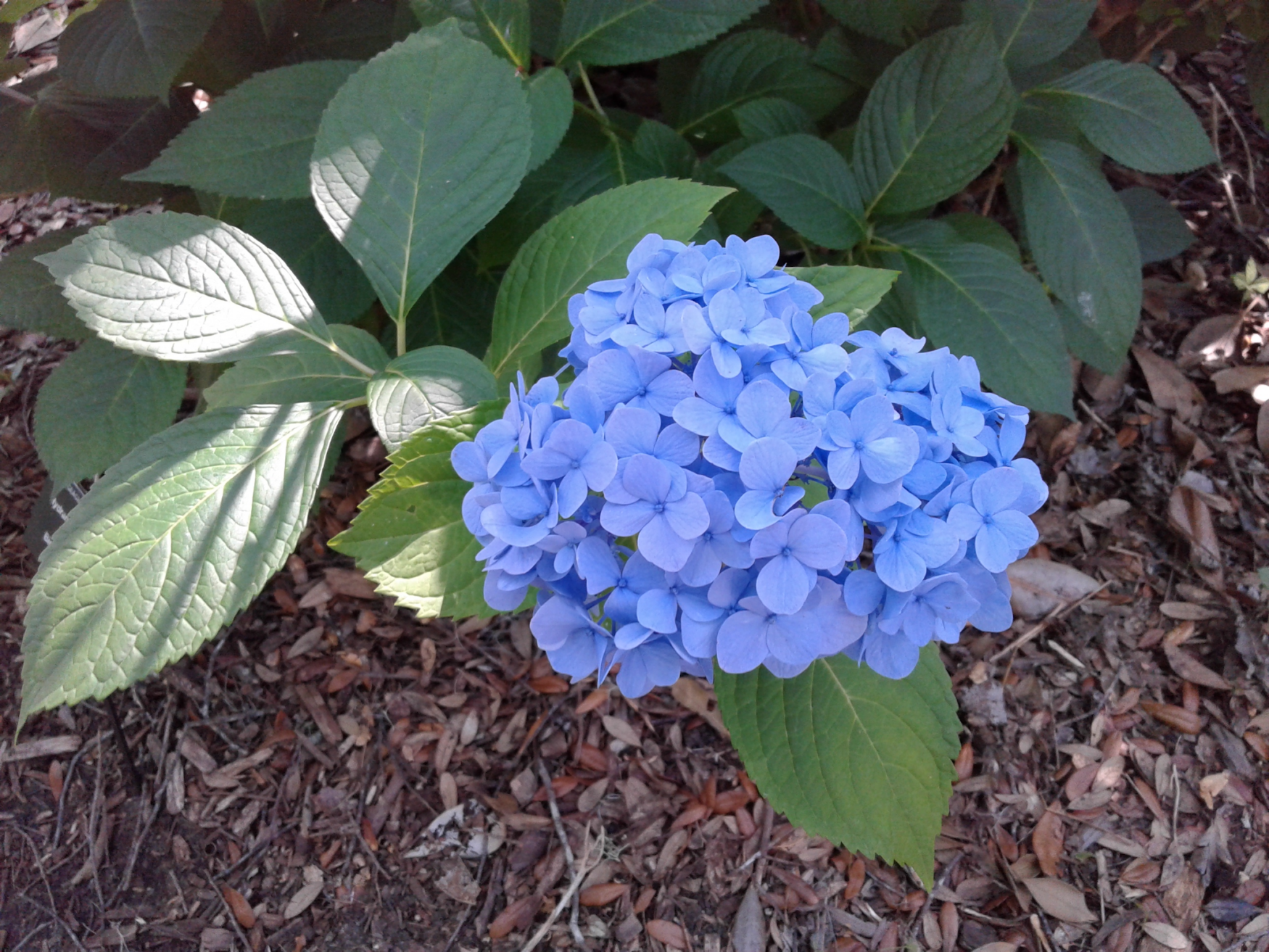 Blue blooming hydrangea.