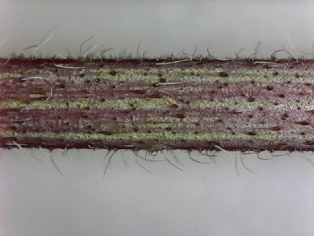 Close-up look at a lantana stem.