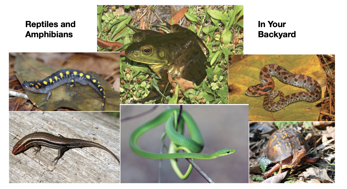 Text reads: Reptiles and Amphibians in your Backyard. Images of snakes, lizards, a turtle, and a frog