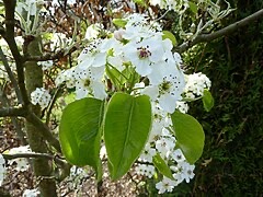 Bradford pear tree in bloom