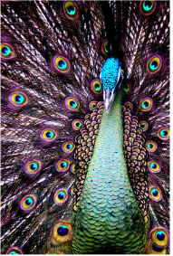 close-up of peacock