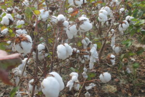 Cotton plants with open cotton bolls