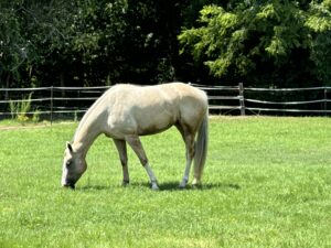 Properly grazed pasture at recommended grazing height for Bermuda